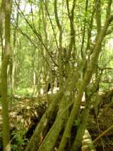 2005_1_Dcao0064.html