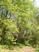2005_1_Dcao0003.html