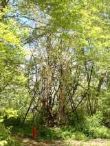 2005_1_Dcao0004.html