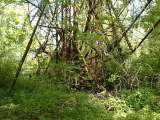 2005_1_Dcao0006.html