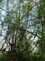 2005_1_Dcao0007.html