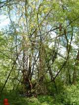 2005_1_Dcao0008.html