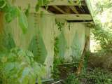2005_2_Dcao0050.html
