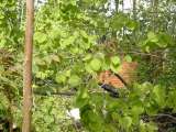 2005_2_Dcao0073.html