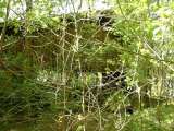 2005_1_Dcao0111.html