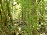 2005_1_Dcao0121.html