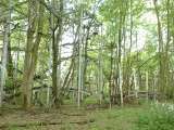 2005_1_Dcao0137.html