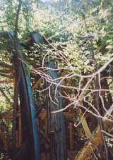 wildcat023.html
