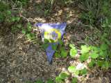 florida_splendid_06-0916.html