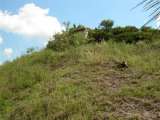 florida_splendid_06-0918.html
