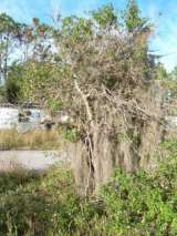 florida_splendid_08-002.html