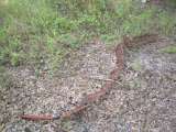 florida_splendid_08-111.html