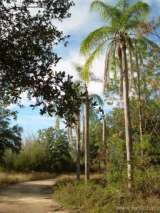 florida_splendid_08-112.html