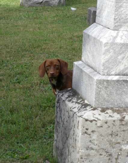 puppy
