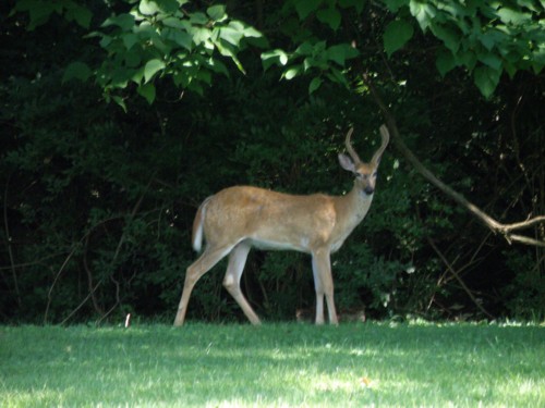 deer