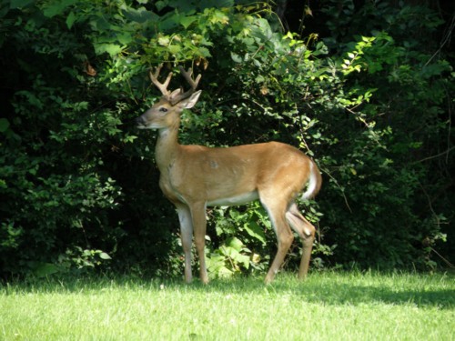 deer