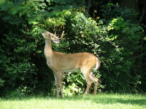 deer