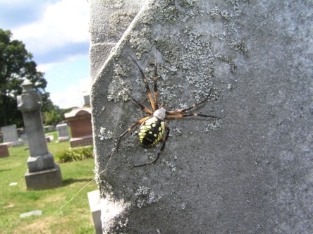 spider