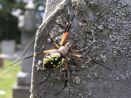 spider