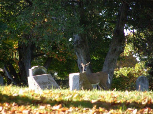 deer