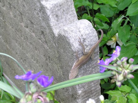 lizard