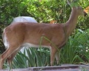 deer