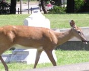 deer