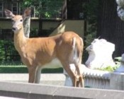 deer